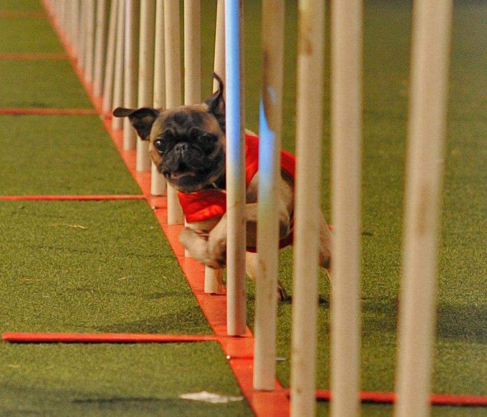 FB_IMG_1542802088260